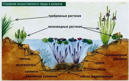 Як влаштувати ставок в саду