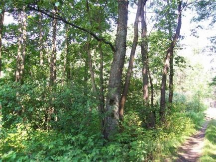 Як виглядає вільха восени опис, фото листя і дерева, де росте рослина