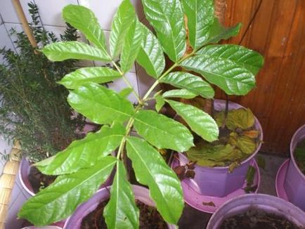Kigelia - наденица дърво грижи, отглеждане, поливане, засаждане у дома