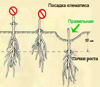 Клематиси посадка і догляд, правильний полив, пересадка, обрізка