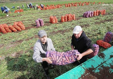 Коли краще прибирати морква, щоб коренеплід добре зберігався всю зиму (коренеплід) Коли краще прибирати морква, щоб коренеплід добре зберігався всю зиму