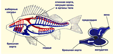 Кровоносна система риб 1