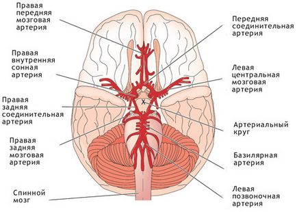 Кровопостачання головного мозку, серця, легенів і печінки