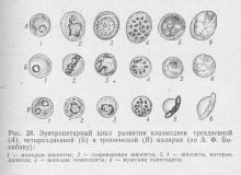 Лабораторна діагностика малярії, довідник лікаря