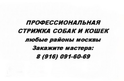 Нові правила показу і оцінки собак на виставці (правила) Нові правила показу і оцінки собак на виставці