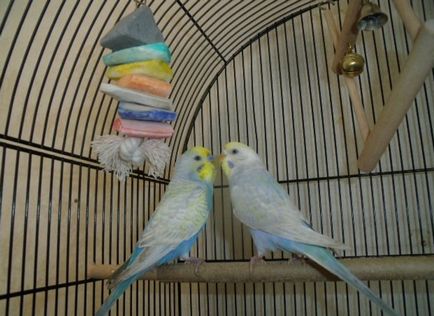 Облаштування і вибір клітини для хвилястого папугу, наші пташки (папуги) Облаштування і вибір клітини для хвилястого папугу, наші пташки