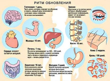 Ритми поновлення організму людини