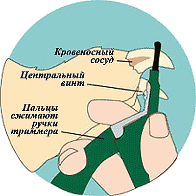 Стрижка пазурів собак, світ чихуахуа