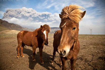 50 Фото тварин, які думають, що фота для обкладинки музичного альбому