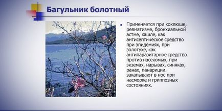 Багно звичайне - користь і протипоказання, як заварювати і пити для лікування