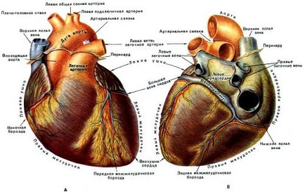 chist Coelomic a cauzelor pericard, diagnostic și tratament