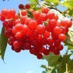Фруктовий сад своїми руками, садовий портал, новини саду, городу (ягоди) Фруктовий сад своїми руками, садовий портал, новини саду, городу