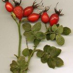 Фруктовий сад своїми руками, садовий портал, новини саду, городу (ягоди) Фруктовий сад своїми руками, садовий портал, новини саду, городу