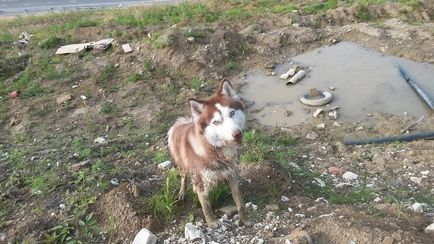 Де погуляти з собакою в Первомайськ 10 популярних місць для вигулу собак і відпочинку на пляжі, на території