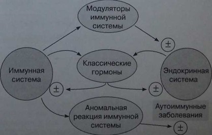 Імунна система і гормони - медичний довідник