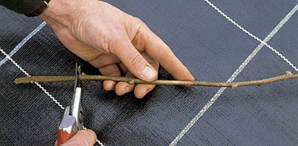 Як правильно нарізати живці - дачні (правильно) Як правильно нарізати живці - дачні