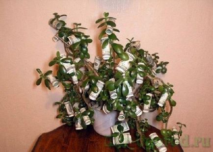 Milyen a növény a pénz fa a ház volt a pénz