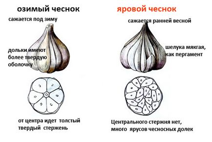 Як виростити хороший урожай часнику з часточок