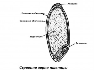 Клейковина пшениці, украгролаб