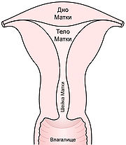 Матка (анатомія) - це