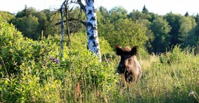 Національний парк - Біловезька пуща - як доїхати, маршрут, дорога до національний парк -