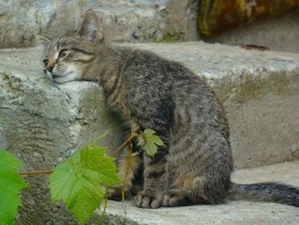 Про що говорить кашель у котів кашель