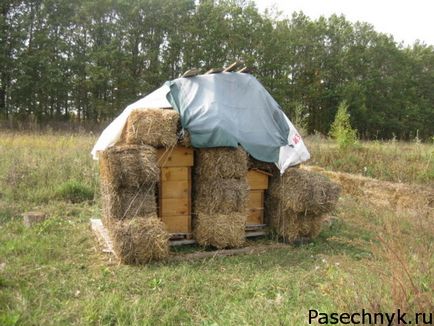 Пересадка бджіл навесні в чистий вулик