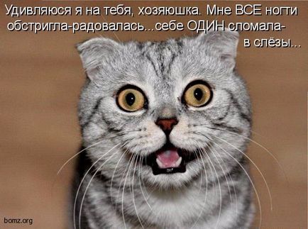 Чому котів називають коте