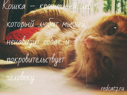 Чому пропадають коти, рудий кіт