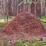 Чому сохне самшит, будинок, сад, город