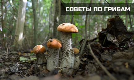 Корисні поради про грибах, енциклопедія грибів (поради) Корисні поради про грибах, енциклопедія грибів