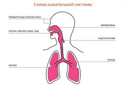 Напади кашлю у дитини вночі чому бувають і як боротися