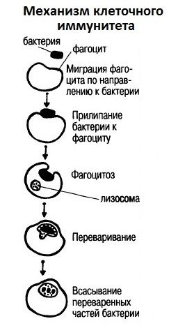 Прибуток і імунітет