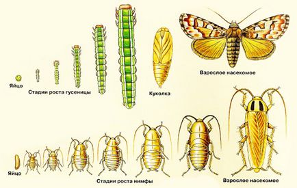 Розмноження комах 1