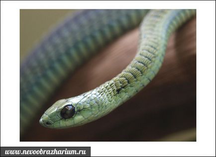 Сама отруйна змія в світі (сама) Сама отруйна змія в світі