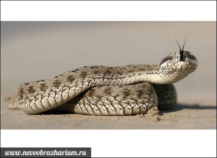 Сама отруйна змія в світі (світі) Сама отруйна змія в світі