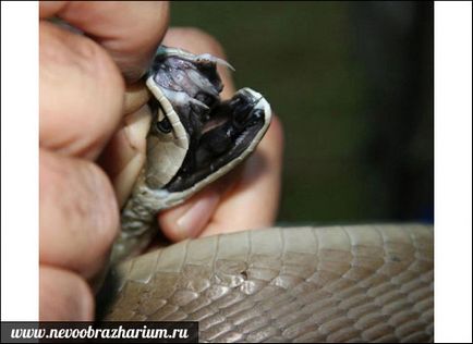 Сама отруйна змія в світі (світі) Сама отруйна змія в світі