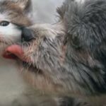 Рятувальники знайшли цю собаку в кущах (собаку) Рятувальники знайшли цю собаку в кущах