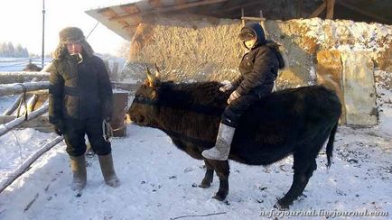 Спеціальні Жовті Води корови