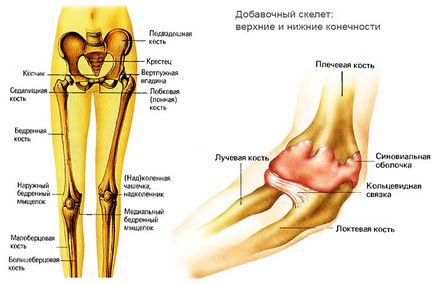 Суглоби ніг людини анатомія нижніх і верхніх кінцівок, докладний будова