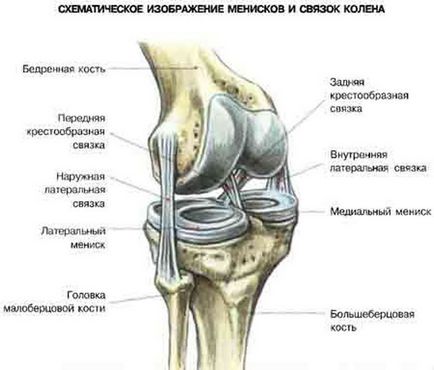 Зв'язки колінного суглоба, їх анатомія і види