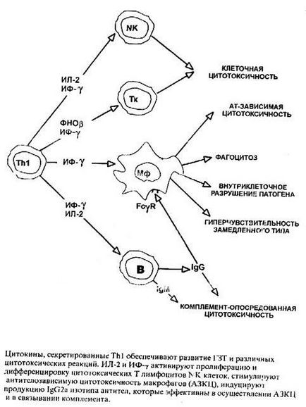 Тема гормони і медіатори імунної системи