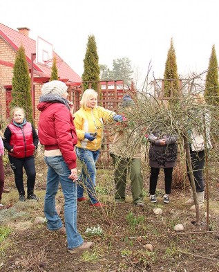 Весняна обрізка троянд від юлии Тадеуш