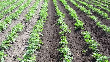 Burgonya termesztése - az ötlet a kisvállalkozások a vidéki területeken