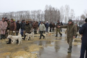 Виводка мисливських собак - адміністрація Дівеевского району нижегородської області