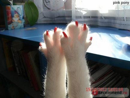 Захисні ковпачки на кігті ebay new 20pcs soft cat pet nail caps claw control paws off adhesive