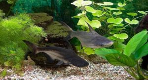 Акула Пангасиус сом - съдържанието на аквариумни риби