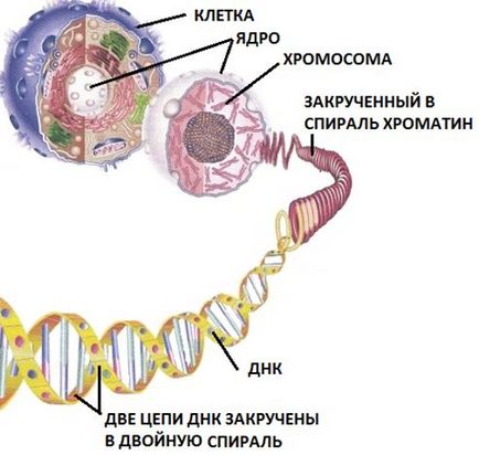 sejt szerkezete