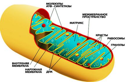 boli mitocondriale (tsitopatii)