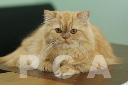 Класическа персийска котка порода - клуб по СПС котки